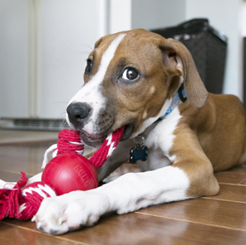 KONG BALL WITH ROPE