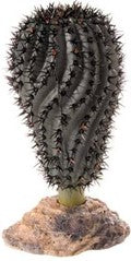 КАКТУС ГОБЛ 14см