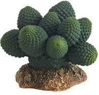 КАКТУС АТАКАМА 7см