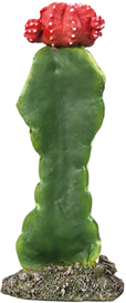 CACTUS GIBSON MEDIUM