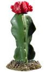 CACTUS CHIHUAHUA 1 14εκ