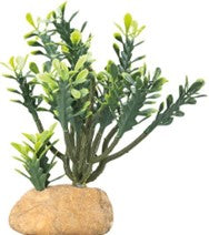 ЭЙФОРБИЯ М / КАКТУС