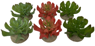 ECHEVERERIA 1 ΜΙΚΤΑ ΧΡΩΜΑΤΑ