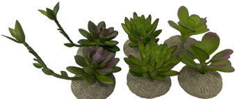 SUCCULENTS 1X MIXED COLORS