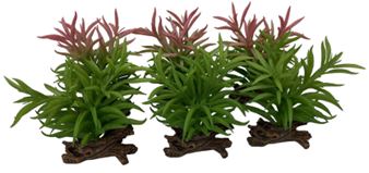 CRASSULA 1X СМЕШАННЫЕ ЦВЕТА