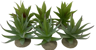 АЛОЭ 1 Х СМЕШАННЫЕ ЦВЕТА