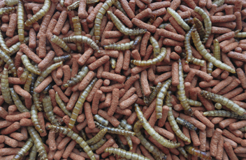 АТЕЛЕРИКС ЕЖИКИ КОРМ 300Г