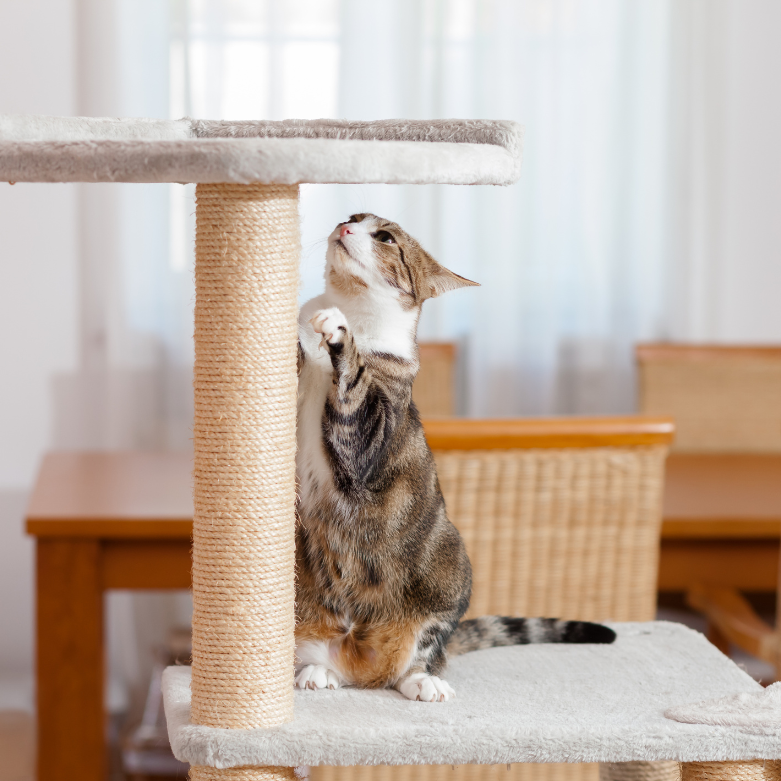 Creating a Safe and Stimulating Environment for Indoor Cats