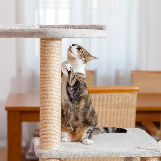 Creating a Safe and Stimulating Environment for Indoor Cats