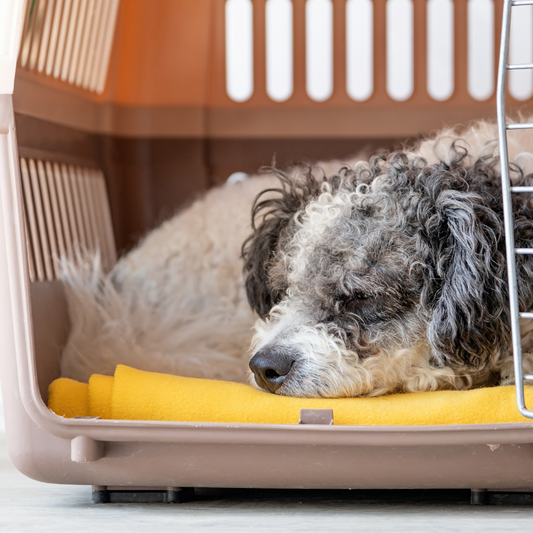 Essential Tips for Traveling with Your Dog: A Comprehensive Checklist