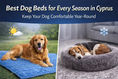 🐶 Best Dog Beds for Every Season in Cyprus (Keep Your Dog Comfortable Year-Round)