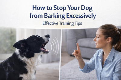 🐶 How to Stop Your Dog from Barking Excessively (Effective Training Tips That Work)