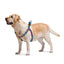WAUDOG NYLON DOG HARNESS WITH QR PASSPORT SUMMER BLUE DESIGN