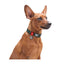 WOWDOG NYLON DOG COLLAR WITH QR-PASSPORT SCALES