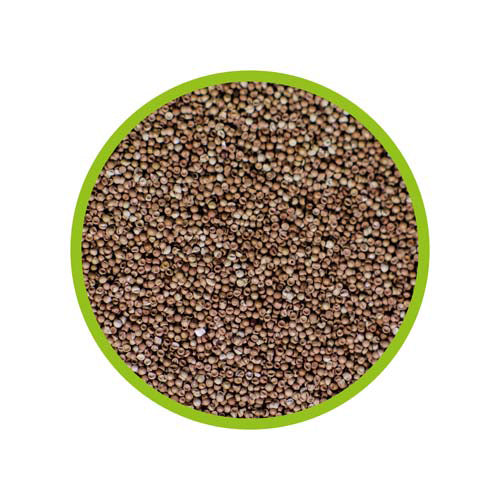 ARTEMIA BRINE SHRIMP EGGS