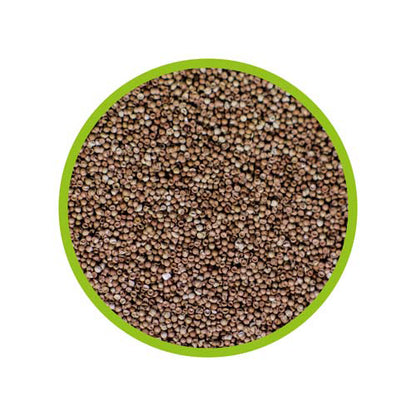 ARTEMIA BRINE SHRIMP EGGS