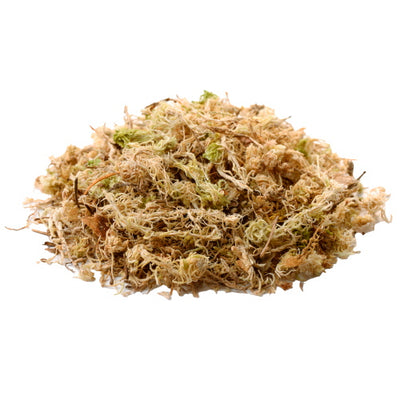 SPHAGNUM MOSS