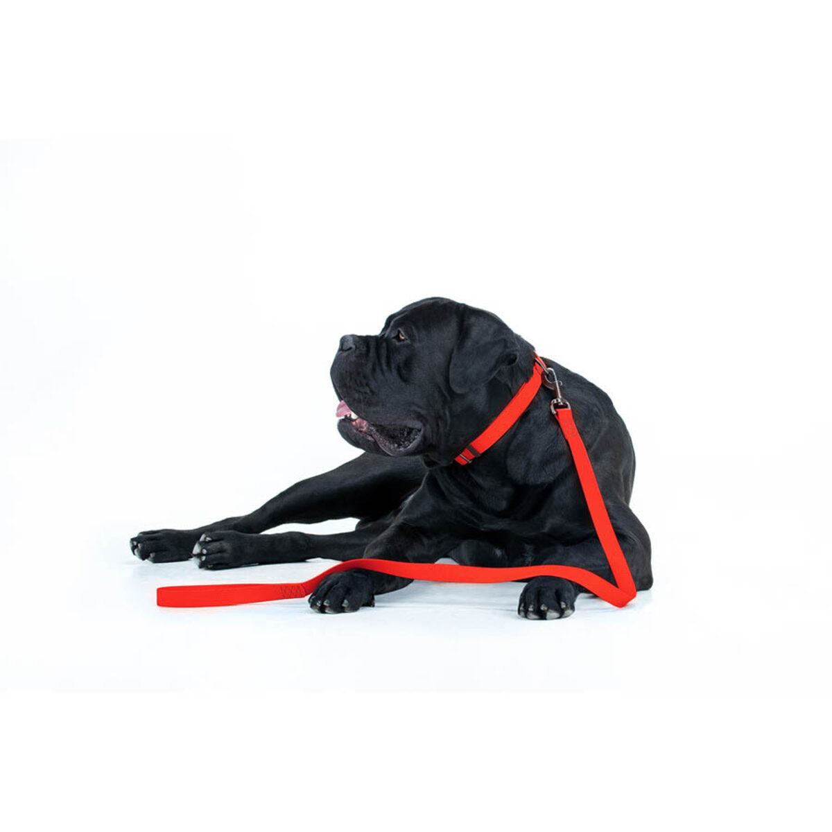 WAUDOG WATERPROOF DOG LEASH SMALL
