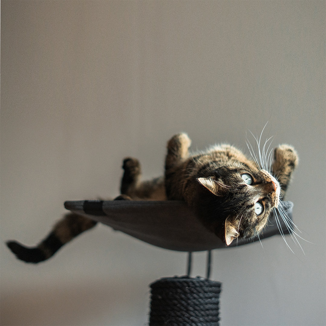 CAT SCRATCHING POLE IWAKI