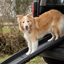 DOG RAMP PLASTIC ZENNA COLLAPSIBLE BLACK