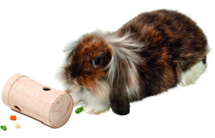 WOODEN SKILL TOY FOR RODENT