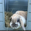 HAY 5KG