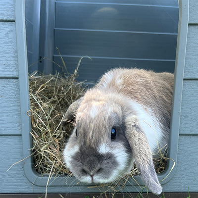 HAY 5KG