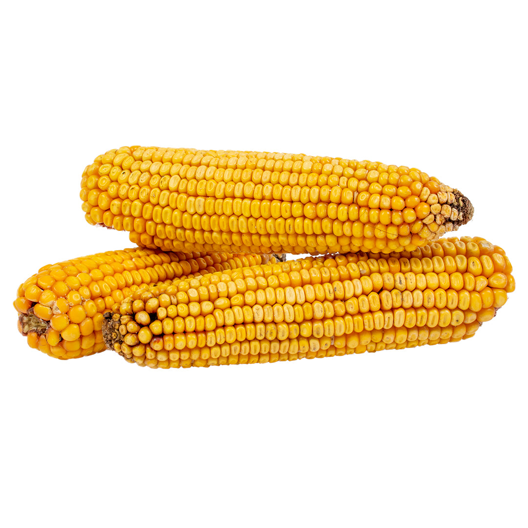 SNACK TIME! LARGE CORN COB TRIO