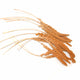 RED MILLET