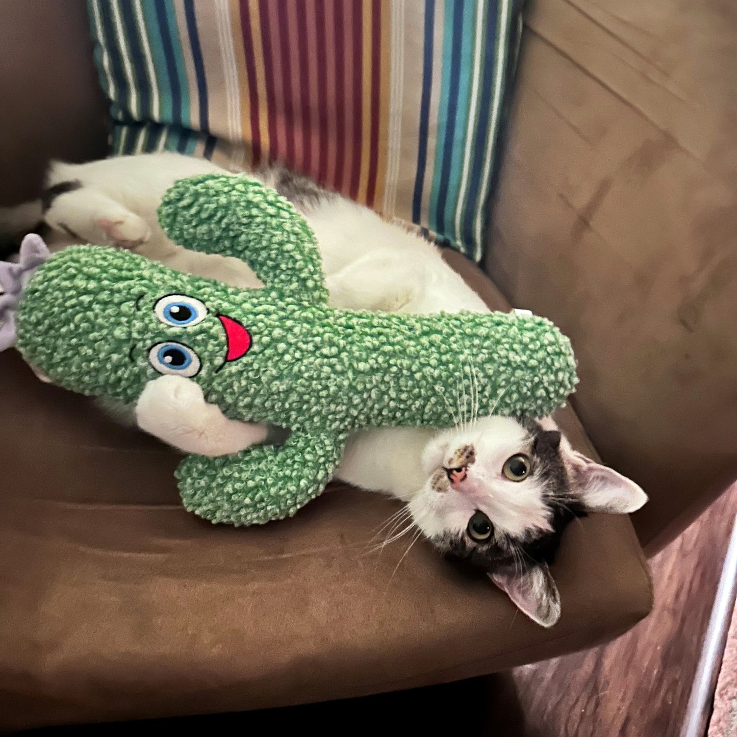 KONG KICKEROO CACTUS