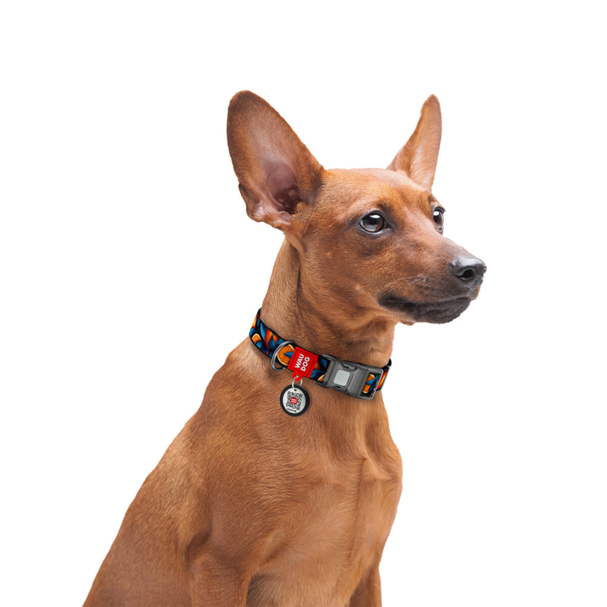 WAUDOG NYLON DOG COLLAR WITH QR PASSPORT ORANGES DESIGN