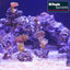 REEF FORMER 500G
