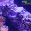 REEF FORMER 500G
