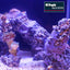 REEF FORMER 500G