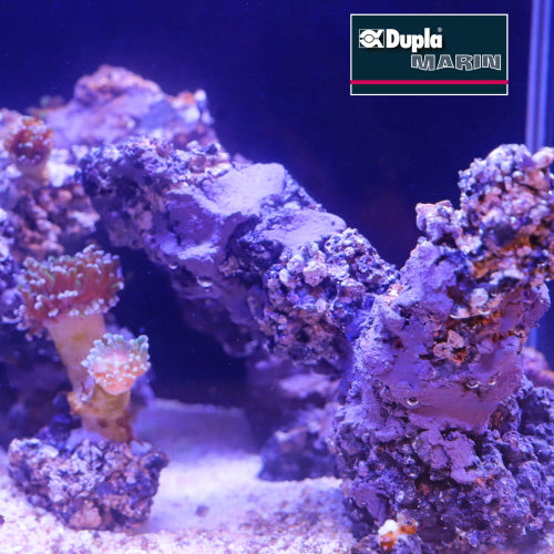 REEF FORMER 500G