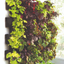 WALL MODULE VERSA GARDEN STARTER KIT