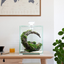 SHRIMP SET SMART 30