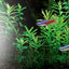 ORIGINAL TROPICAL LAMP T8