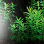 FRESH WATER LAMP T8