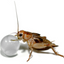 ABISTAT H2O BALLS 500g