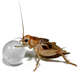 ABISTAT H2O BALLS 500g