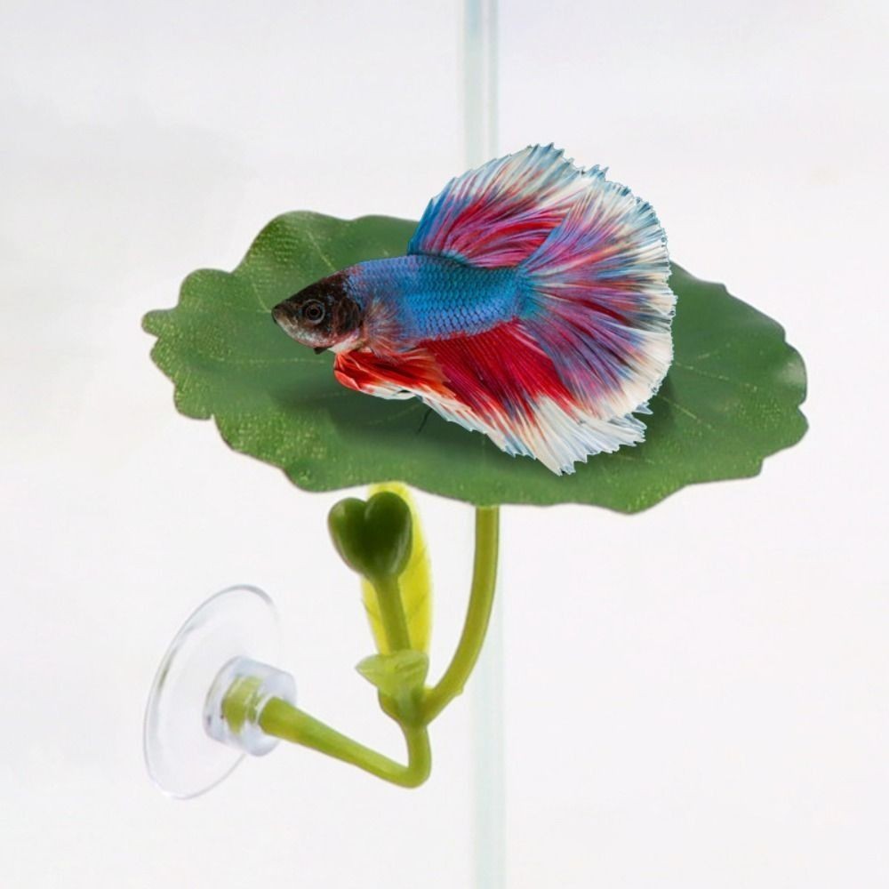 BETTA FISH REST LEAF