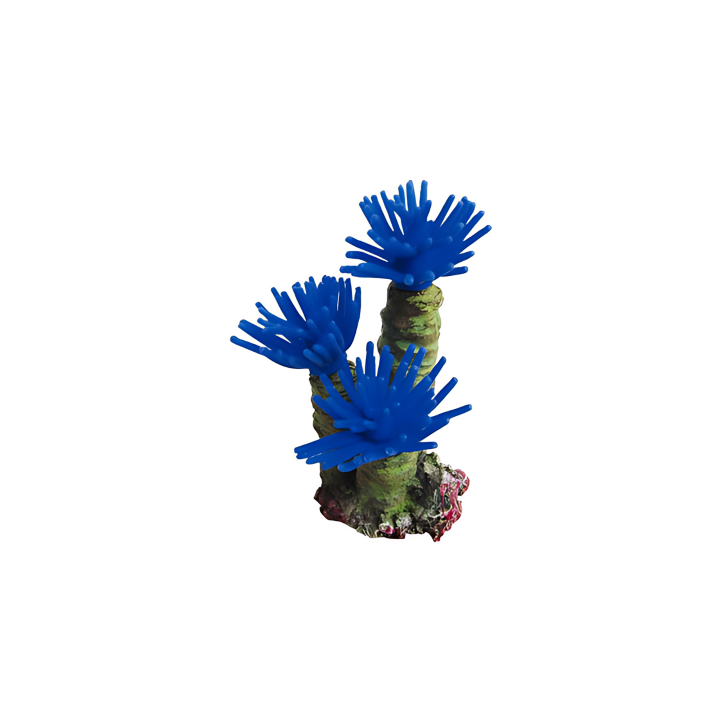 BLUE WORM FEATHER DUSTERS, AQUARIUM DECOR