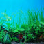 DOUBLE SIDED AQUARIUM  BACKGROUND