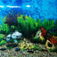 DOUBLE SIDED AQUARIUM  BACKGROUND