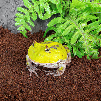 COMPRESSED COCO PEAT