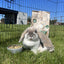 COUNTRY(DWARF) RABBIT