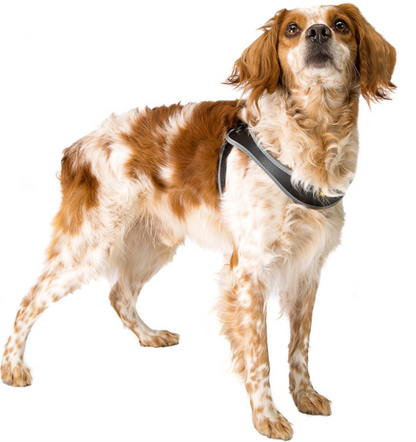 AGILA HARNESS BLACK