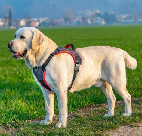 GENIUS HARNESS