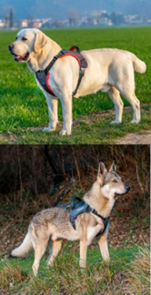GENIUS HARNESS BLACK